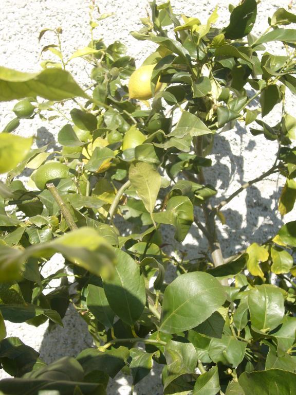Leivi Agriturismo Olivarancio מראה חיצוני תמונה
