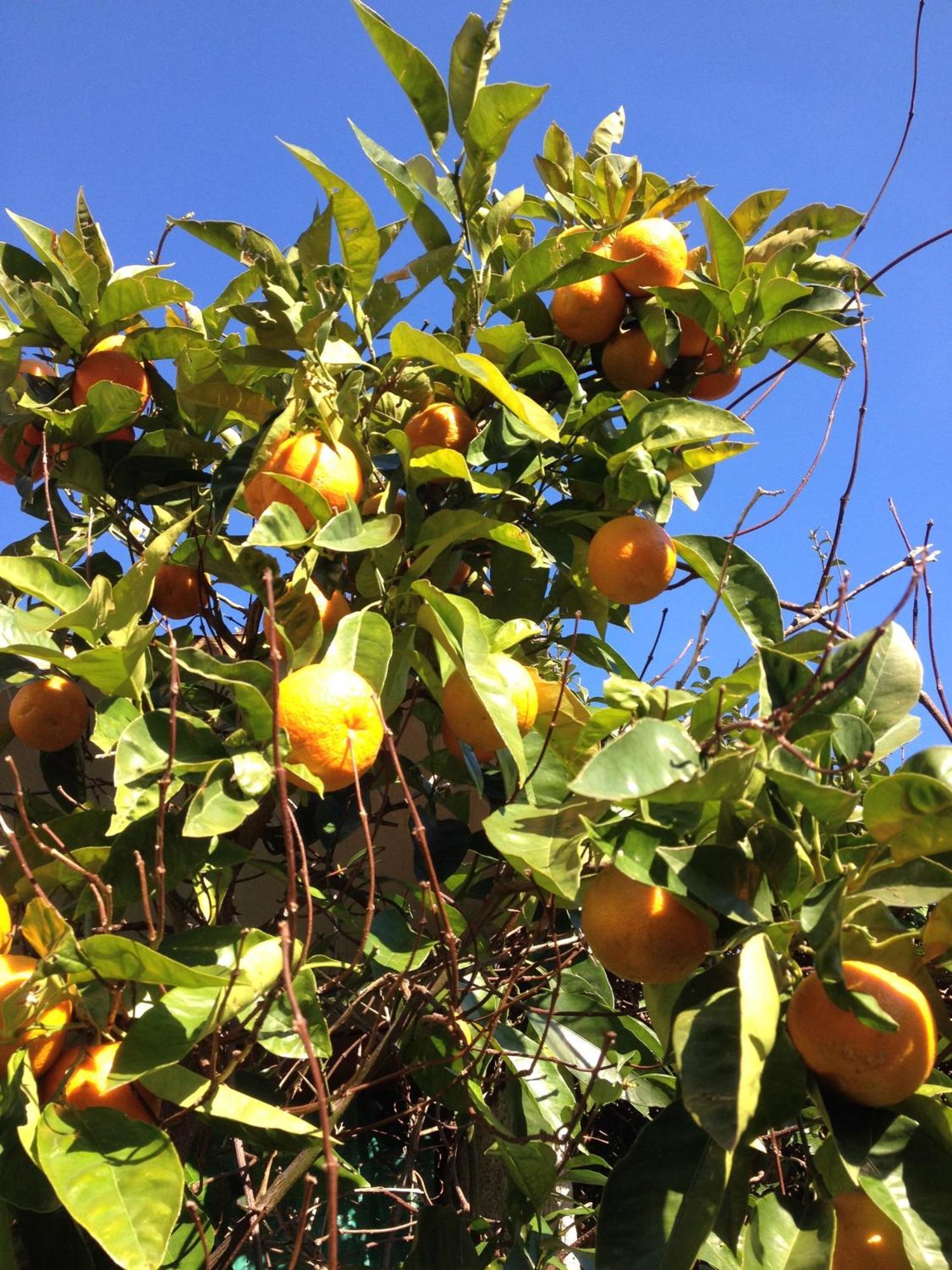 Leivi Agriturismo Olivarancio מראה חיצוני תמונה
