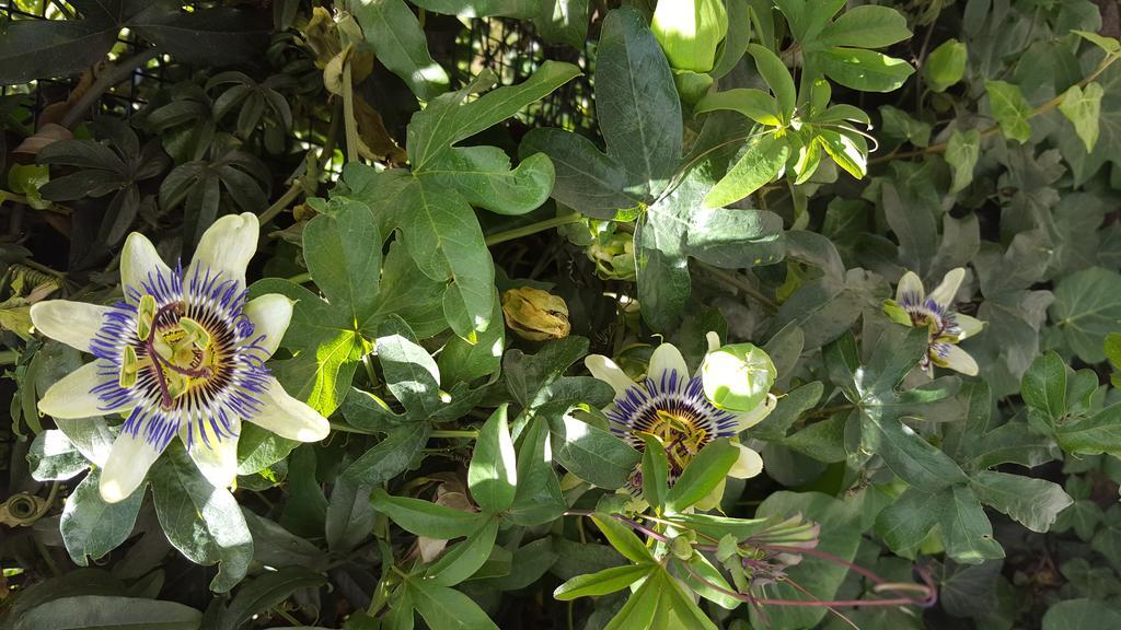 Leivi Agriturismo Olivarancio מראה חיצוני תמונה